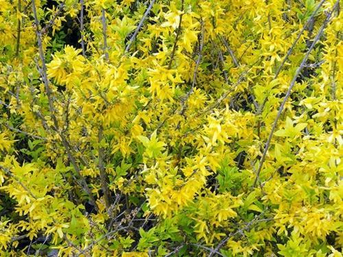 forsythia giralda