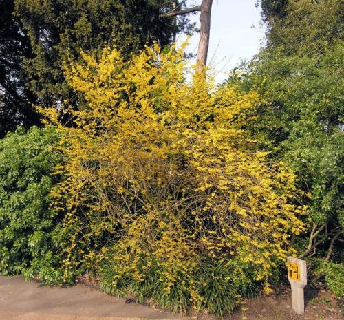 พุ่มไม้ forsythia