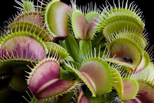 der venus flytrap vokser