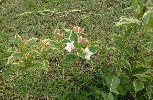 เวลาตัดแต่ง weigela