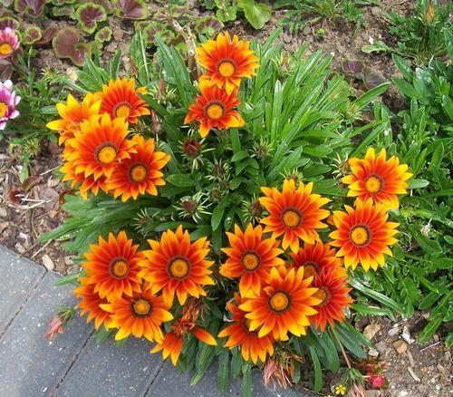 วิธีเก็บ gazania