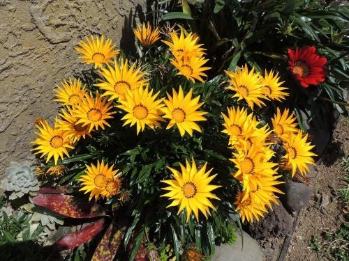 overvintringsmetoder for gazania