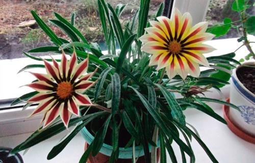 gazania i huset om vinteren