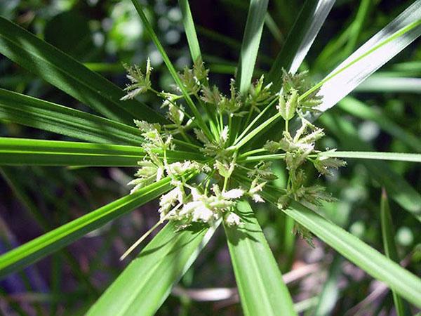 blomstrende cyperus