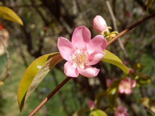 blomstrende kvede