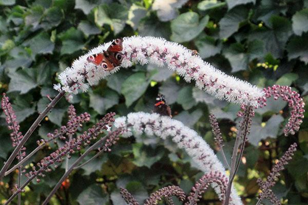 czarna trawa Cohosh