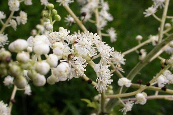 czarny cohosh daurian