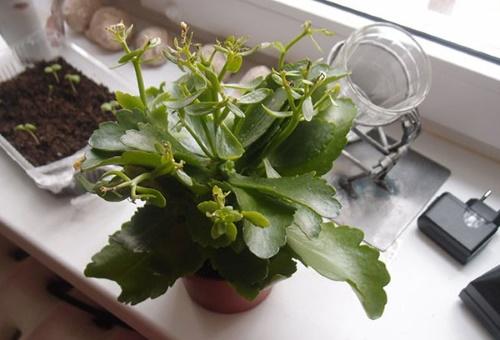 Kalanchoe vybledl