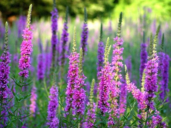 คุณสมบัติทางยาของ Loosestrife