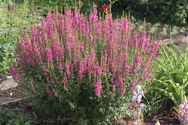 bylina loosestrife vrba