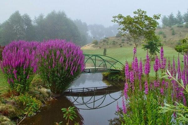 Loosestrife ใกล้อ่างเก็บน้ำ