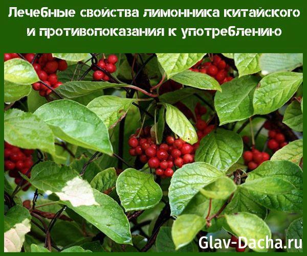 คุณสมบัติทางยาของ schisandra chinensis และข้อห้าม