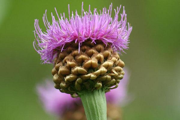 maralrot blomstrer