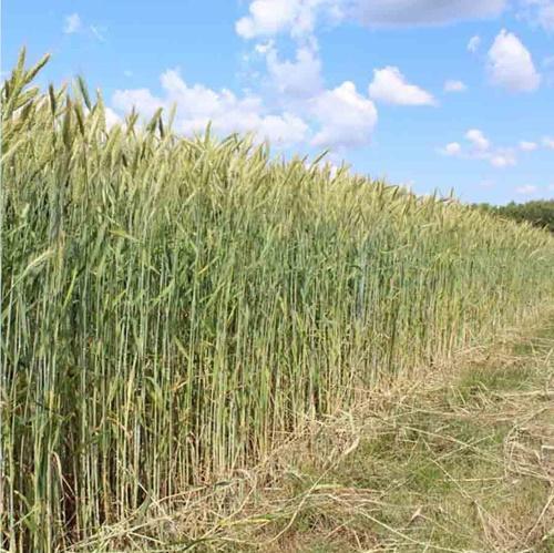 biologiske trekk ved vinteravlinger triticale