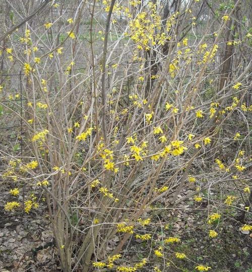 forsythia špatně kvete