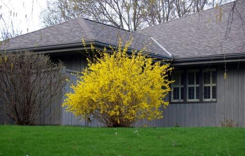 แสงสำหรับ forsythia