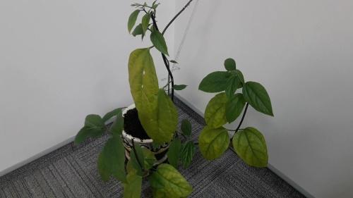 sovende periode ved clerodendrum