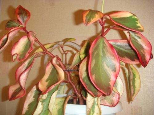 peperomia ที่แตกต่างกัน