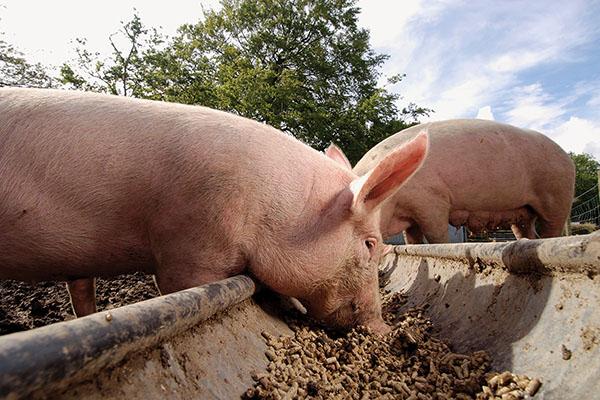 stosowanie Tetramisole dla świń