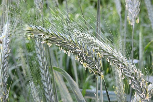 หูของลูกผสมของข้าวไรย์และข้าวสาลี triticale