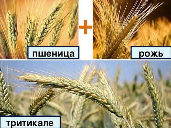 ลูกผสมของข้าวไรย์และข้าวสาลี triticale