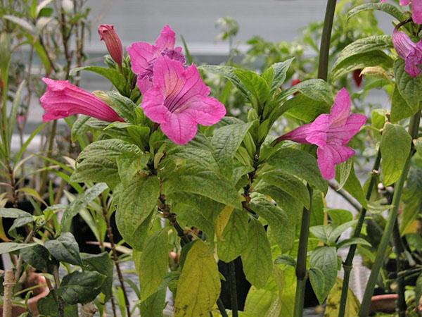 Ruella grandiflorum