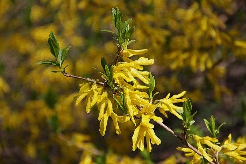 forsythia grana