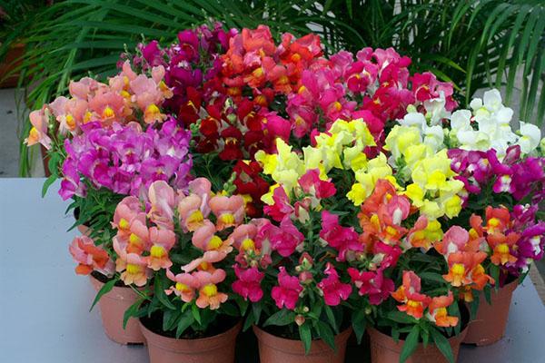 snapdragons i forskjellige farger