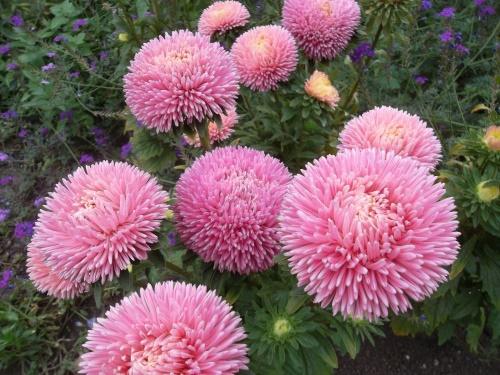 aster čínská chrysanthella