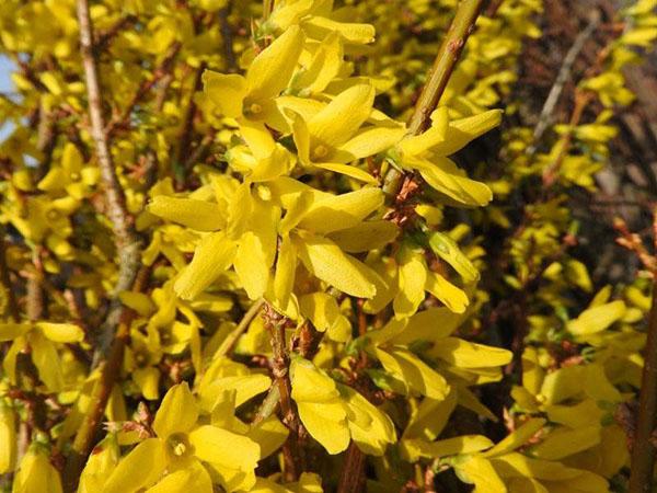 forsythia lynwood gull blomstrer