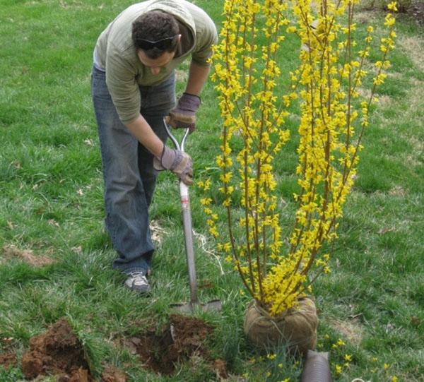 การปลูกต้นกล้า Forsythia