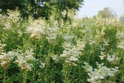 gdzie rośnie meadowsweet