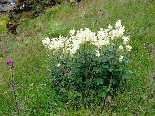 พุ่มไม้ meadowsweet