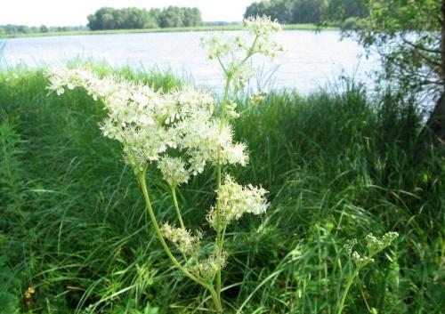 Meadowsweet nad jeziorem