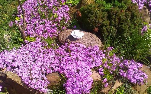 gypsophila plíživě růžová