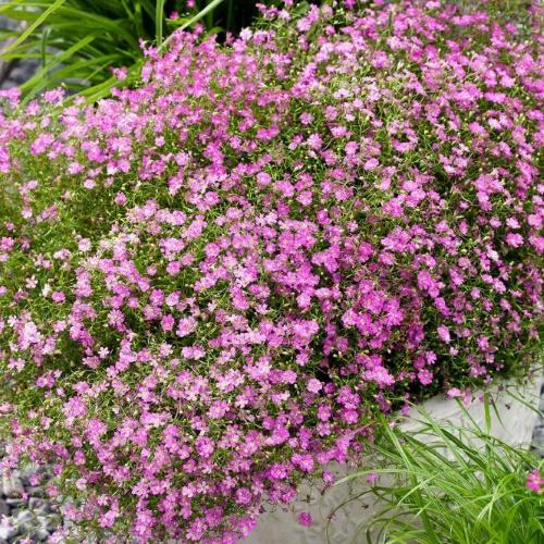 gypsophila Bush