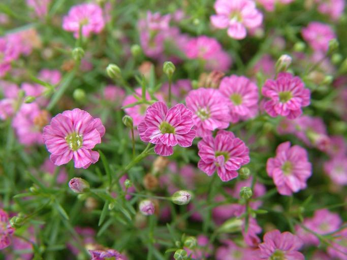 gypsophila květiny