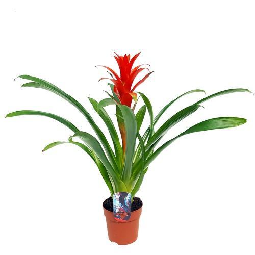 Guzmania Ostara