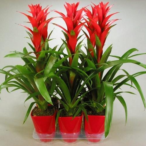 blomstrende guzmania