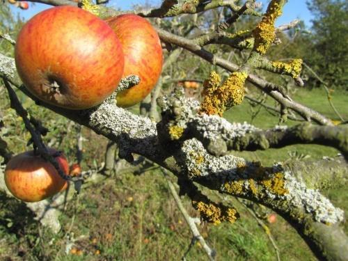 jak pozbyć się porostów na drzewach owocowych