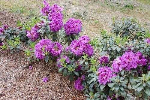 rododendron pod ściółką