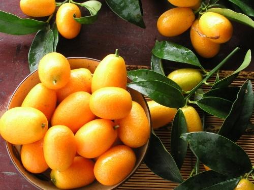 kumquat