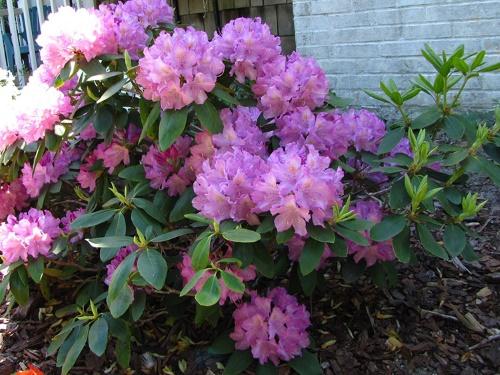 blomstrende rododendron