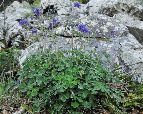 przeszczep Aquilegia