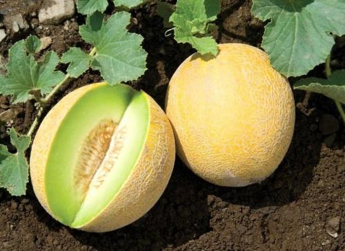 moden melon