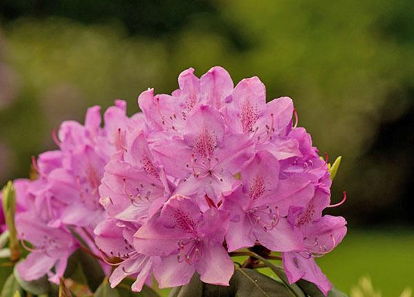 kwitnie rododendron