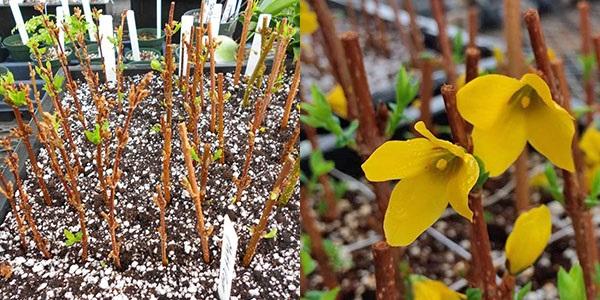 vårstikklinger forsythia