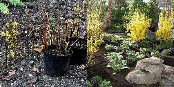 plante stiklinger i åpen bakke