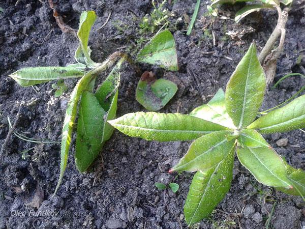 rododendron fra stiklinger