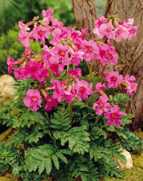 Incarvillea Bush